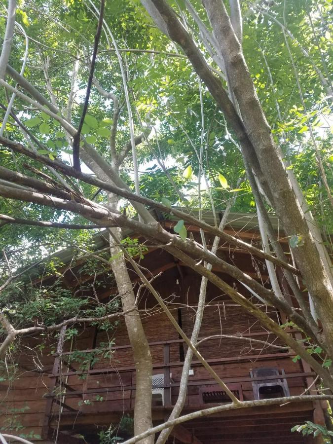 The Inn On The Tree Sigiriya Bagian luar foto