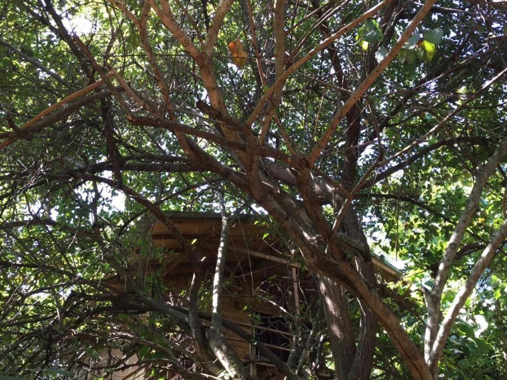 The Inn On The Tree Sigiriya Bagian luar foto